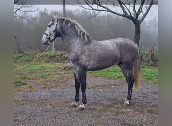 Lusitanos, Caballo castrado, 3 años, 166 cm, Tordo rodado