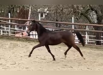 Lusitanos Mestizo, Caballo castrado, 3 años, 167 cm, Castaño oscuro