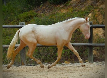 Lusitanos, Caballo castrado, 3 años, 167 cm, Cremello