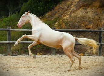 Lusitanos, Caballo castrado, 3 años, 167 cm, Cremello