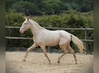 Lusitanos, Caballo castrado, 3 años, 167 cm, Cremello