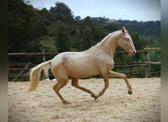 Lusitanos, Caballo castrado, 3 años, 167 cm, Cremello