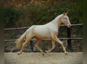 Lusitanos, Caballo castrado, 3 años, 167 cm, Cremello