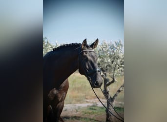 Lusitanos, Caballo castrado, 3 años, 170 cm, Negro