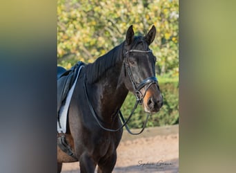 Lusitanos Mestizo, Caballo castrado, 3 años, 174 cm, Castaño oscuro