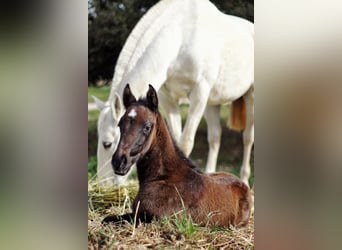 Lusitanos, Caballo castrado, 3 años