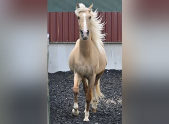 Lusitanos Mestizo, Caballo castrado, 3 años