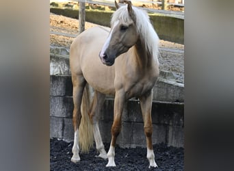 Lusitanos Mestizo, Caballo castrado, 3 años