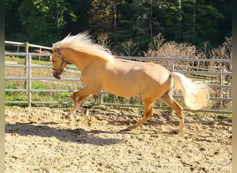 Lusitanos Mestizo, Caballo castrado, 3 años