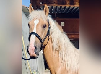 Lusitanos Mestizo, Caballo castrado, 3 años