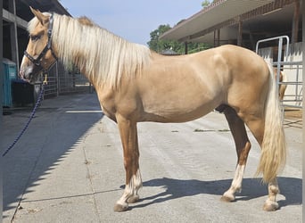 Lusitanos Mestizo, Caballo castrado, 3 años