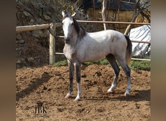 Lusitanos Mestizo, Caballo castrado, 3 años, Tordo