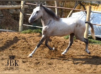 Lusitanos Mestizo, Caballo castrado, 3 años, Tordo