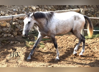 Lusitanos Mestizo, Caballo castrado, 4 años, 151 cm, Tordo