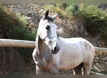 Lusitanos Mestizo, Caballo castrado, 4 años, 151 cm, Tordo