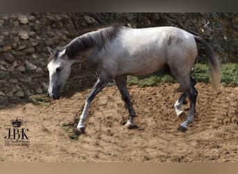 Lusitanos Mestizo, Caballo castrado, 4 años, 151 cm, Tordo