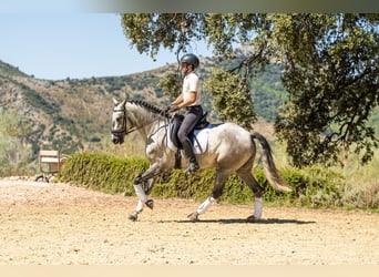 Lusitanos, Caballo castrado, 4 años, 154 cm, Tordo rodado