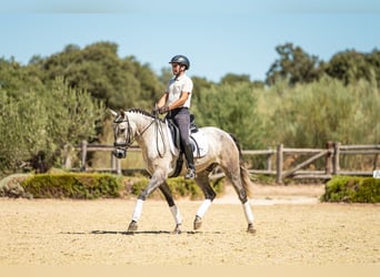 Lusitanos, Caballo castrado, 4 años, 154 cm, Tordo rodado