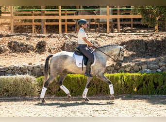 Lusitanos, Caballo castrado, 4 años, 154 cm, Tordo rodado