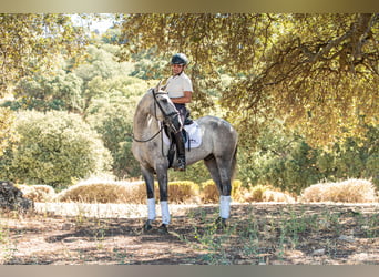 Lusitanos, Caballo castrado, 4 años, 154 cm, Tordo rodado