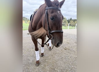 Lusitanos, Caballo castrado, 4 años, 155 cm, Alazán-tostado