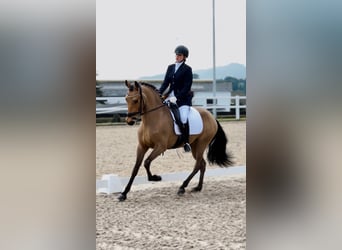 Lusitanos, Caballo castrado, 4 años, 155 cm, Bayo