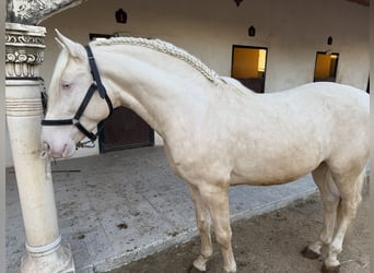 Lusitanos Mestizo, Caballo castrado, 4 años, 155 cm, Perlino