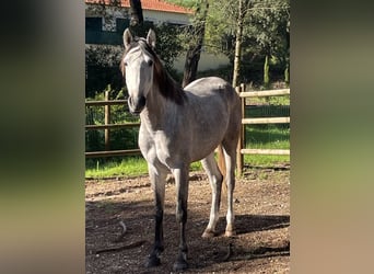 Lusitanos, Caballo castrado, 4 años, 156 cm, Musgo marrón