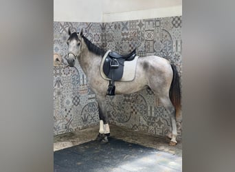 Lusitanos, Caballo castrado, 4 años, 156 cm, Musgo marrón