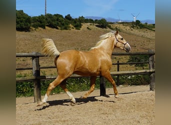 Lusitanos, Caballo castrado, 4 años, 156 cm, Palomino