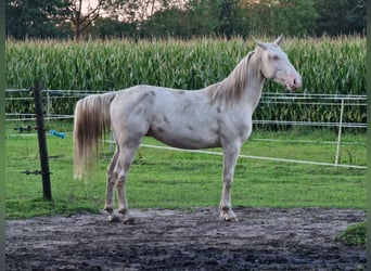 Lusitanos Mestizo, Caballo castrado, 4 años, 157 cm, Cremello