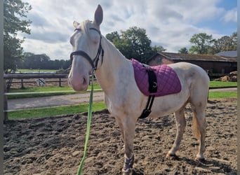 Lusitanos Mestizo, Caballo castrado, 4 años, 157 cm, Cremello