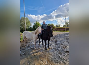 Lusitanos Mestizo, Caballo castrado, 4 años, 157 cm, Cremello