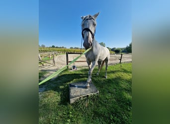 Lusitanos Mestizo, Caballo castrado, 4 años, 157 cm, Cremello