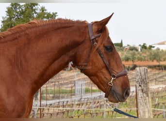 Lusitanos, Caballo castrado, 4 años, 158 cm, Alazán