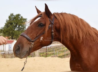 Lusitanos, Caballo castrado, 4 años, 158 cm, Alazán