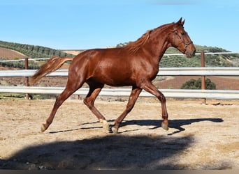 Lusitanos, Caballo castrado, 4 años, 158 cm, Alazán