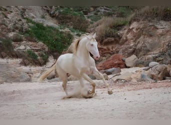 Lusitanos, Caballo castrado, 4 años, 158 cm, Cremello