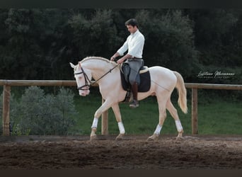Lusitanos, Caballo castrado, 4 años, 158 cm, Cremello