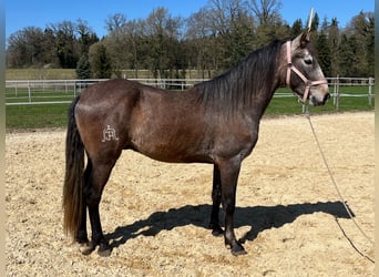 Lusitanos, Caballo castrado, 4 años, 158 cm, Ruano alazán