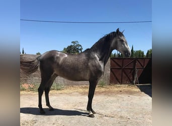 Lusitanos, Caballo castrado, 4 años, 158 cm, Tordo rodado