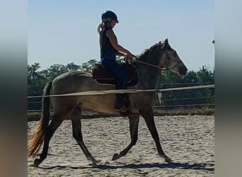 Lusitanos, Caballo castrado, 4 años, 158 cm, Tordo rodado