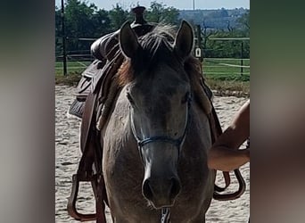 Lusitanos, Caballo castrado, 4 años, 158 cm, Tordo rodado