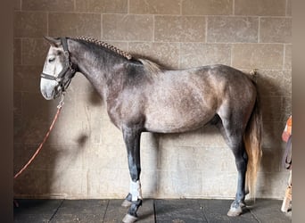 Lusitanos, Caballo castrado, 4 años, 159 cm, Tordo