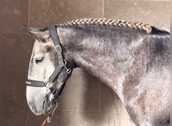Lusitanos, Caballo castrado, 4 años, 159 cm, Tordo