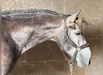 Lusitanos, Caballo castrado, 4 años, 159 cm, Tordo