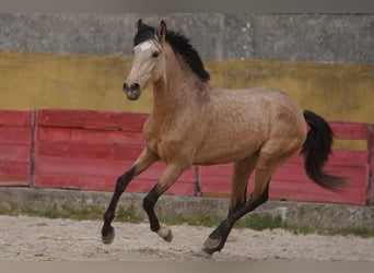 Lusitanos, Caballo castrado, 4 años, 160 cm, Buckskin/Bayo