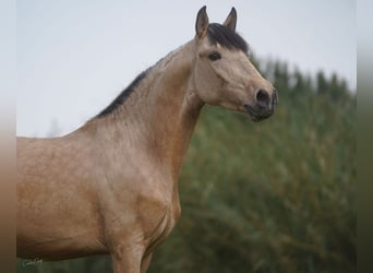 Lusitanos, Caballo castrado, 4 años, 160 cm, Buckskin/Bayo