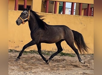 Lusitanos, Caballo castrado, 4 años, 160 cm