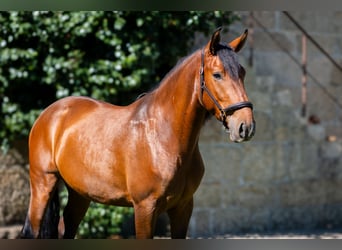 Lusitanos, Caballo castrado, 4 años, 160 cm, Castaño
